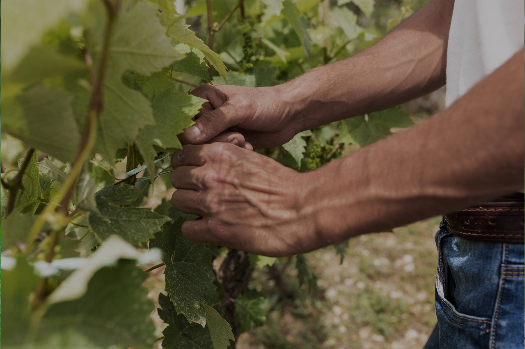 Fattoria Agricampeggio Lazise
